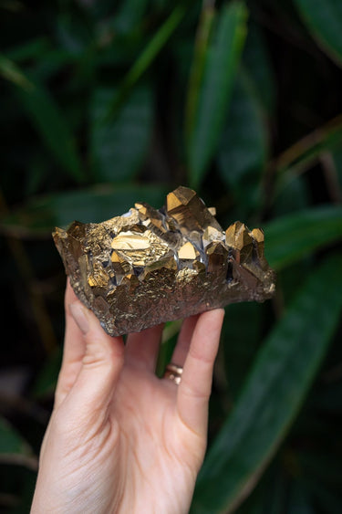 Golden Aura Cluster